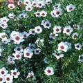 Linum grandiflorum